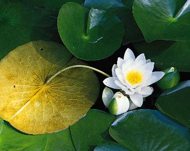 Water lily description flower characteristics facts