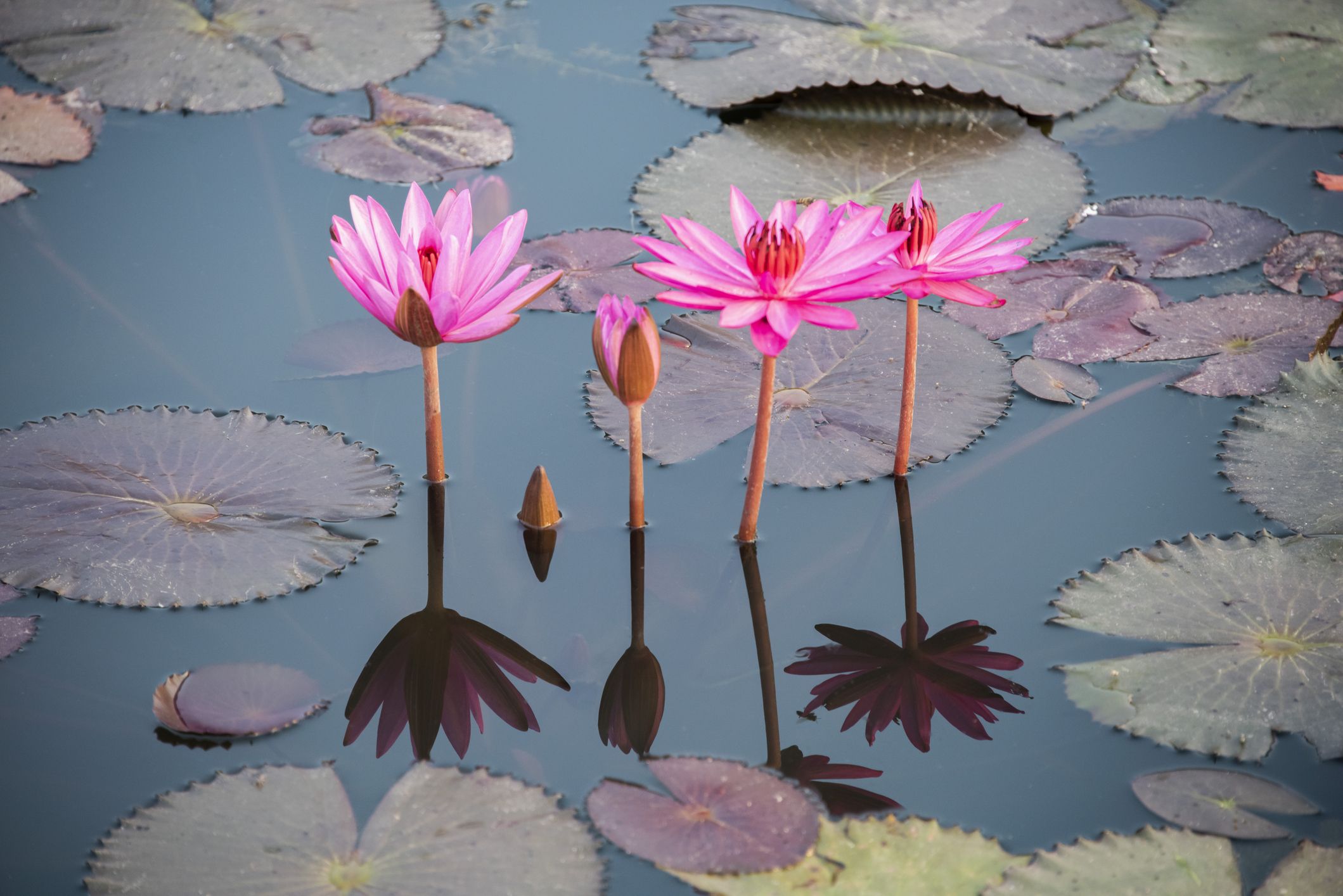 Lotus flower meaning