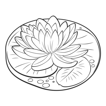 Water lilies drawing png transparent images free download vector files