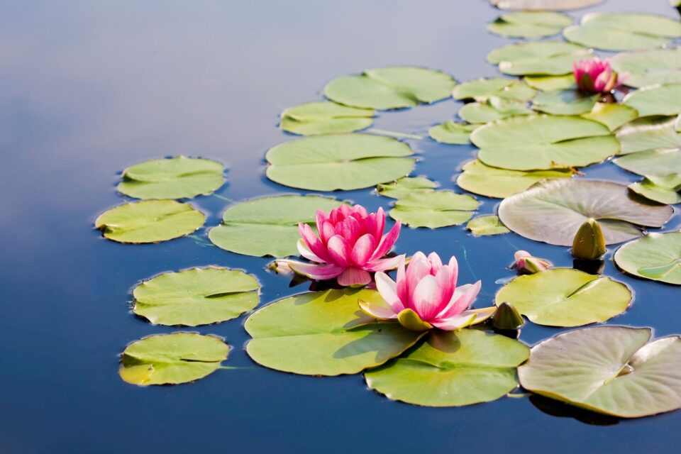 Where does the lotus flower grow â