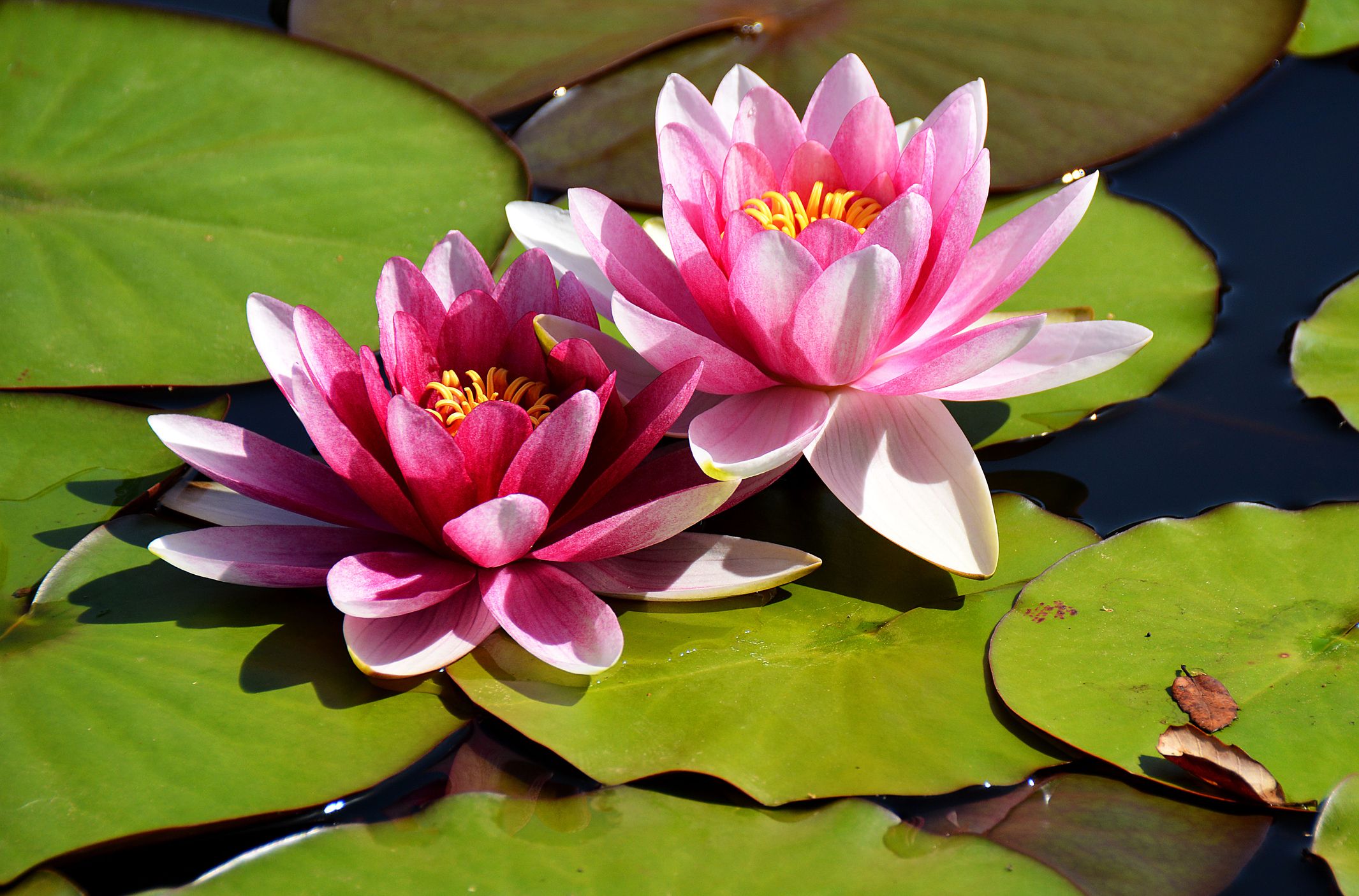 Most beautiful flowers with names and pictures