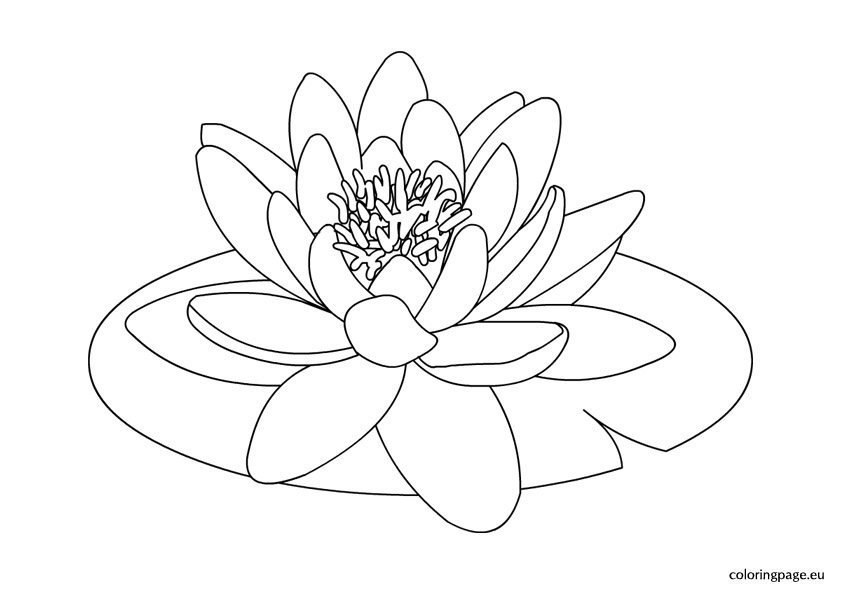 Water lily coloring page