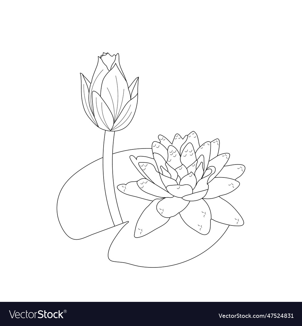 Water lily coloring page detailed line art vector image