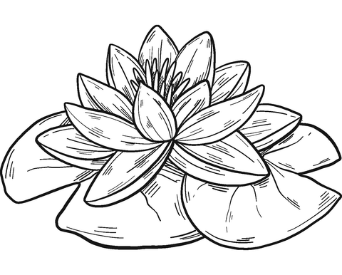 Water lily coloring page free printable coloring pages