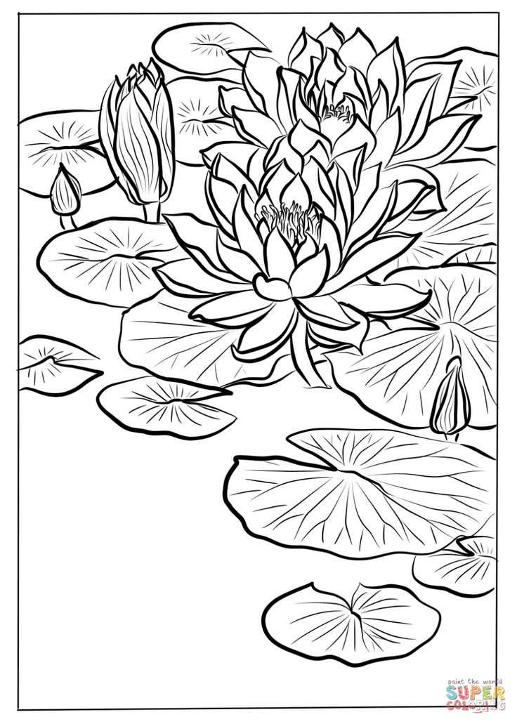 Water lily by ohara koson coloring page free printable coloring pages water lily drawing lilies drawing water lilies painting