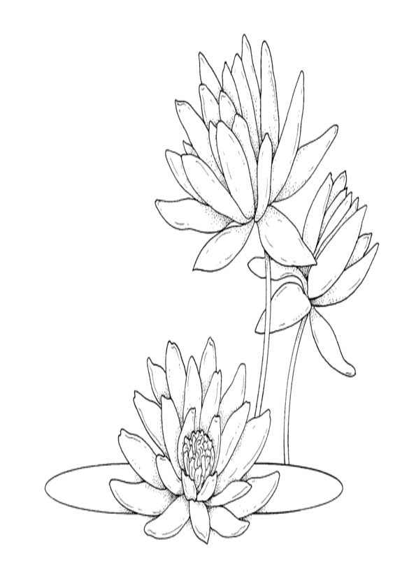 Coloring pages water lilies coloring page