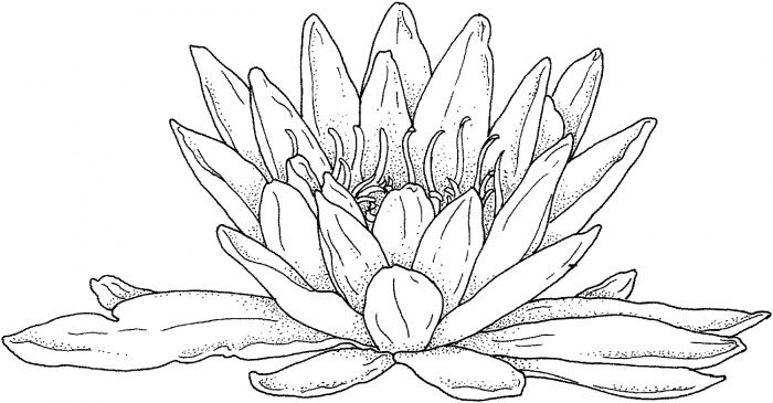 Blooming water lily coloring page super coloring lilies drawing coloring pages water lily drawing