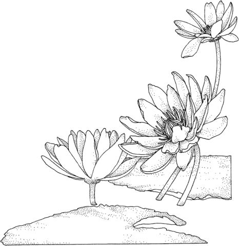 Nymphaea or water lily coloring page free printable coloring pages flower drawing coloring pages machine embroidery redwork