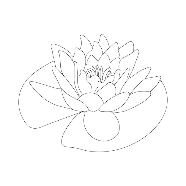 Premium vector water lily coloring page and line art flower sketch with flower vector illustration