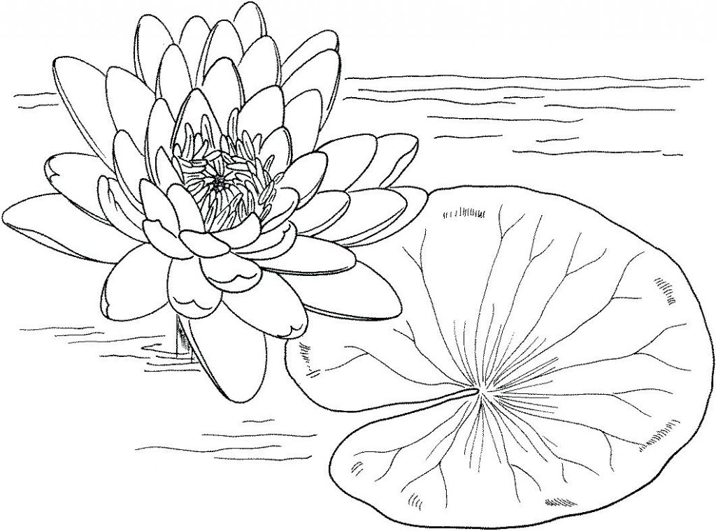 Lily coloring pages