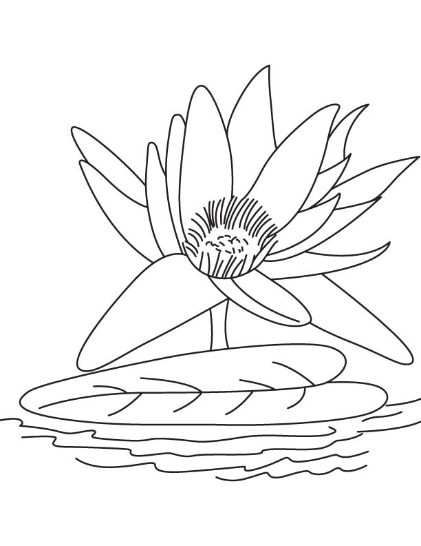 Big water lily flower coloring page download free big water lily flower coloring page for kids best coloring pages