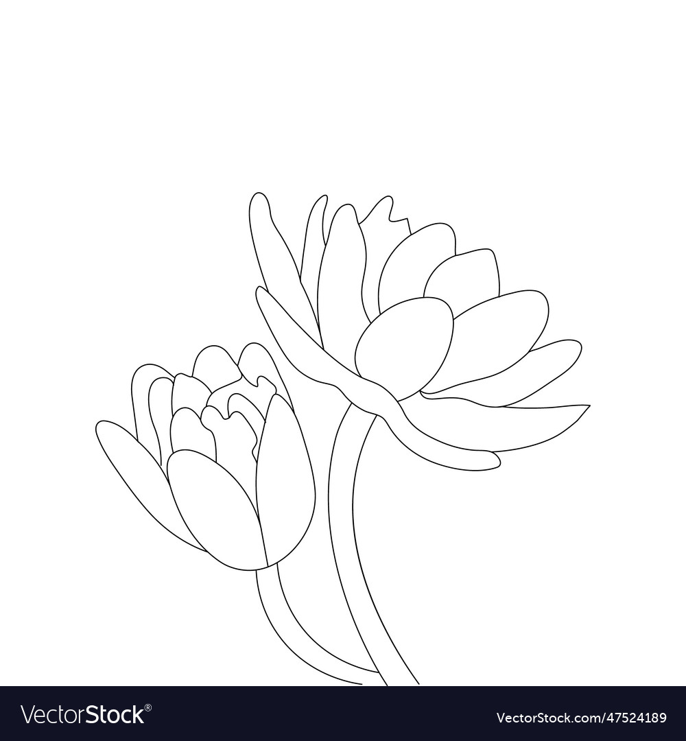 Water lily coloring page for adults royalty free vector
