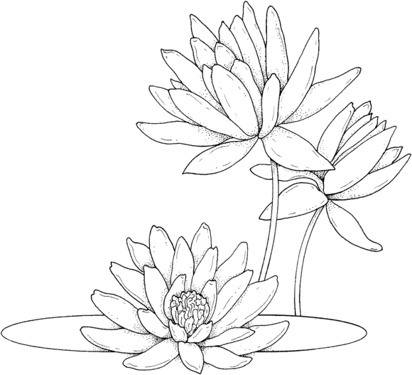 Water lilies coloring page free printable coloring pages lilies drawing lotus drawing flower drawing