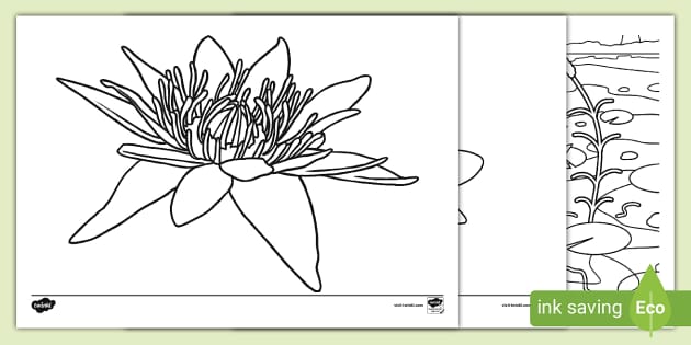 Water lilies louring page