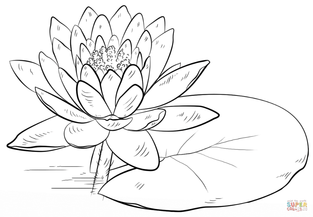 Water lily and pad coloring page free printable coloring pages lilies drawing water lily drawing flower drawing