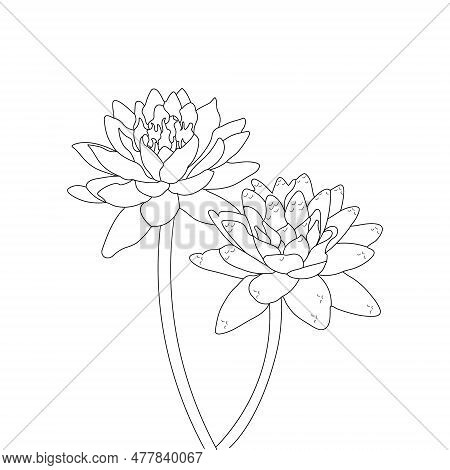 Water lilies flower vector photo free trial bigstock