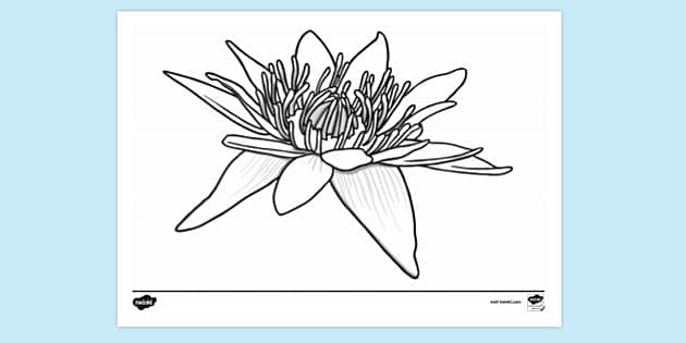 Tropical water lily louring sheet teacher made