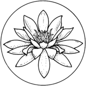 Water lily coloring pages free coloring pages