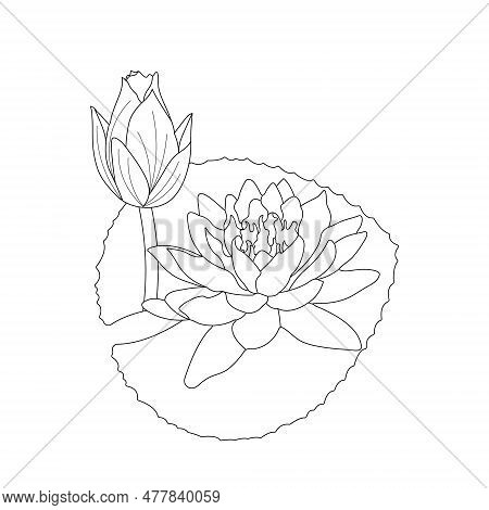 Water lilies flower vector photo free trial bigstock