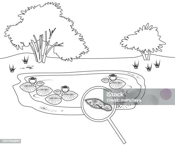 Coloring page with pond with flowering waterlily plants and paramecium caudatum under magnifying glass stock illustration