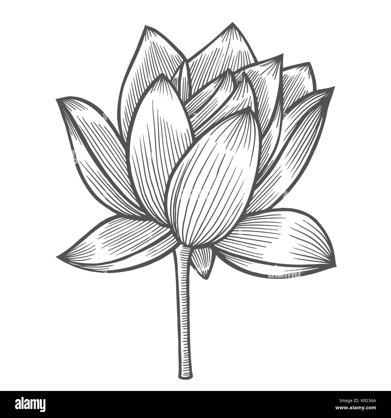 Line drawing water lily black and white stock photos images