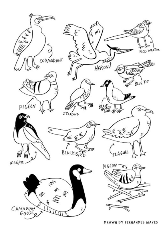Printable water birds colouring sheet seagull pigeon bird nerds water birds download download now