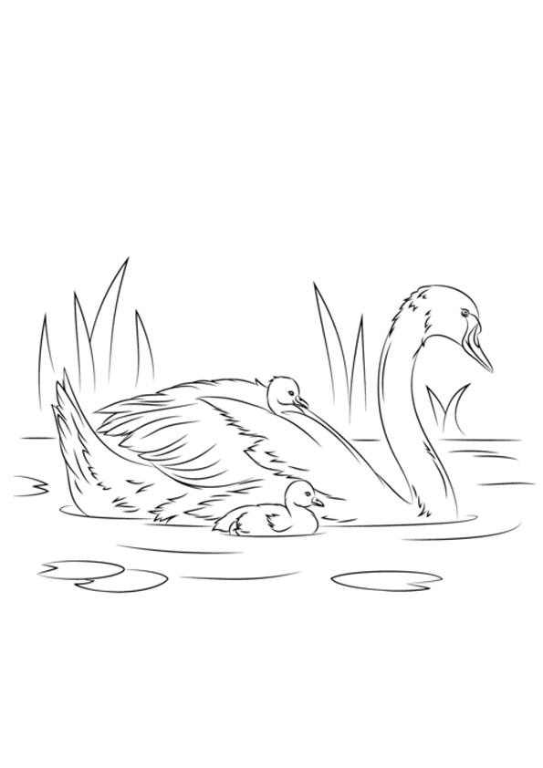 Coloring pages swan swimming in water coloring pages