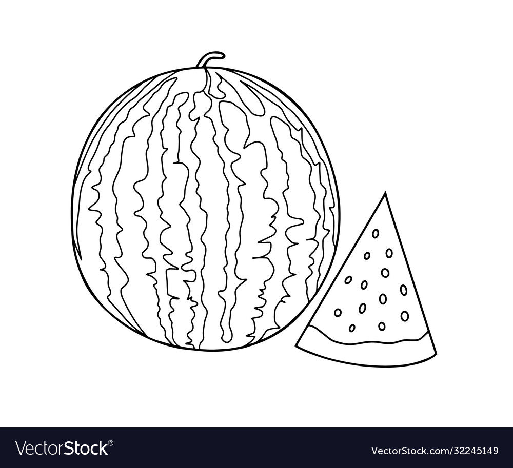 Outline drawing a watermelon and slices royalty free vector