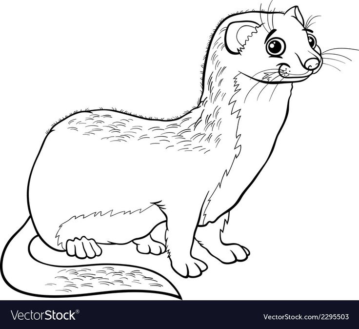Weasel animal cartoon colorg book royalty free vector animal colorg pages colorg books cartoon character design