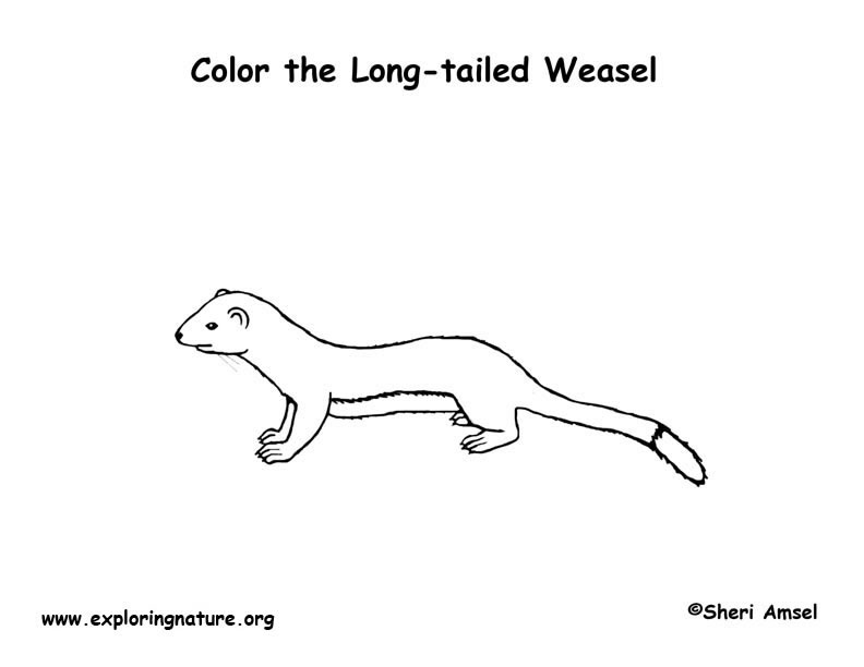 Weasel long