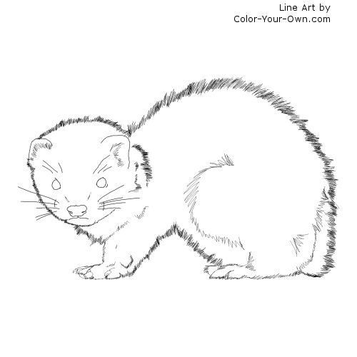 Baby ferret coloring page