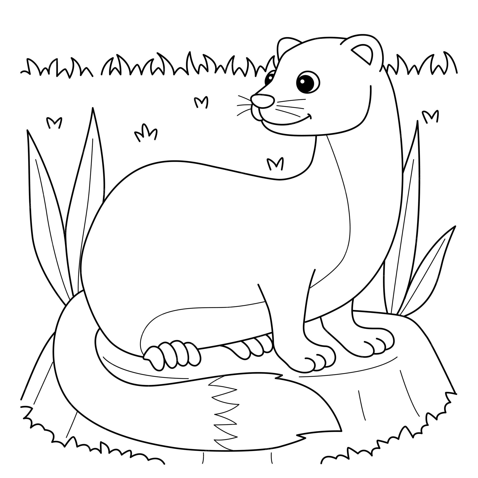 Premium vector weasel animal coloring page for kids