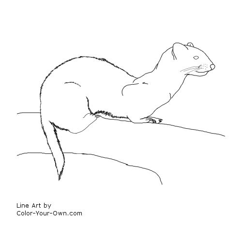 Ferret coloring page