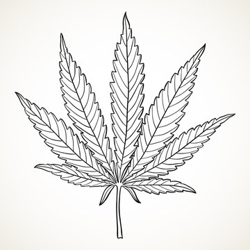 Marijuana leaf outline images â browse photos vectors and video