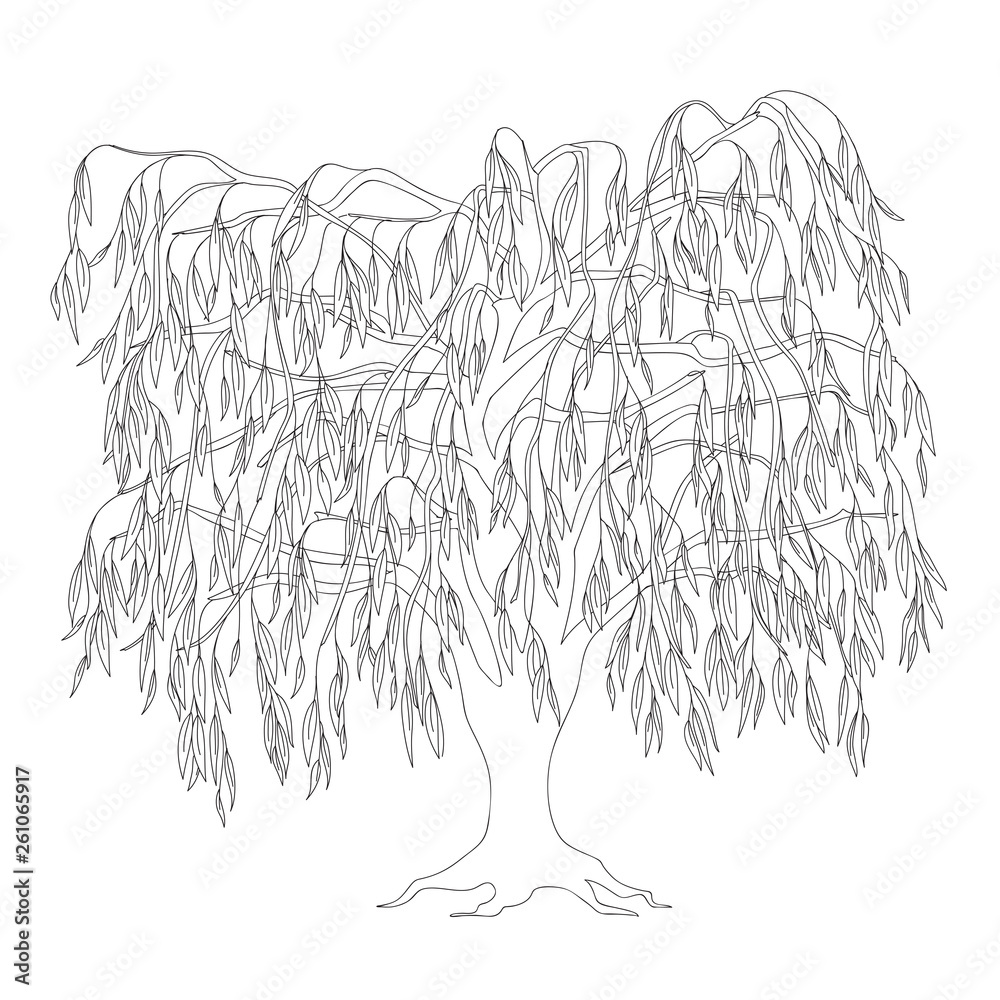 Black outline weeping willow for coloring book vector