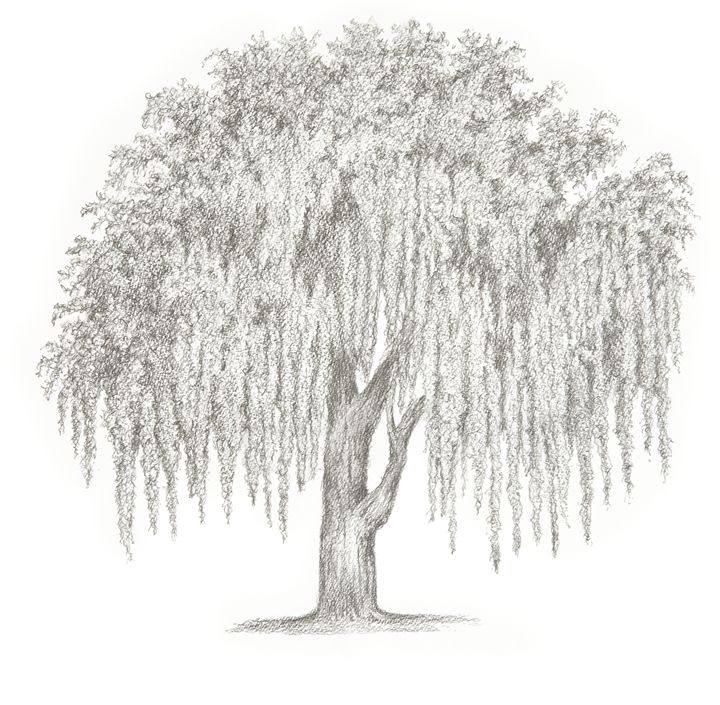 Weeping willow