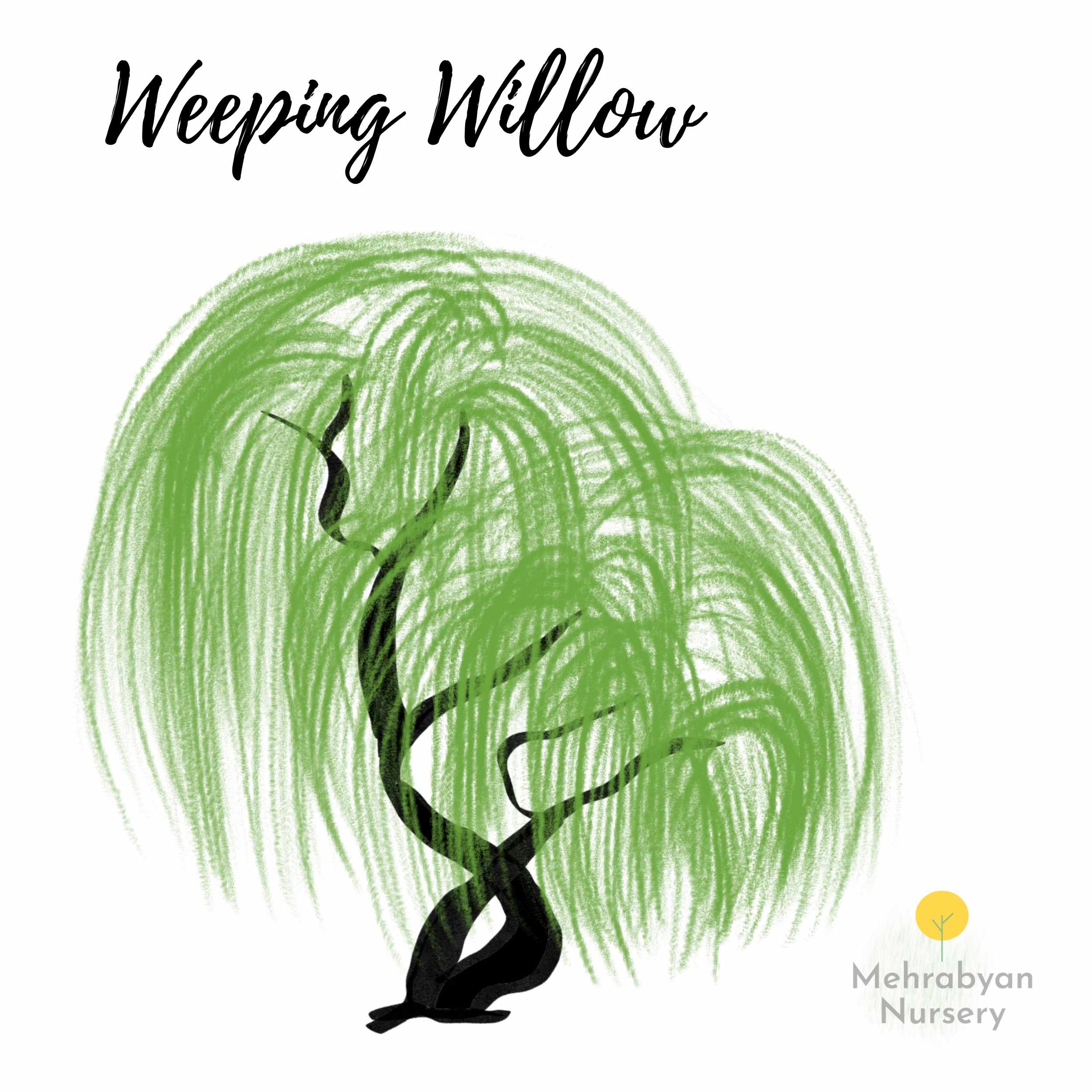 Weeping willow tree