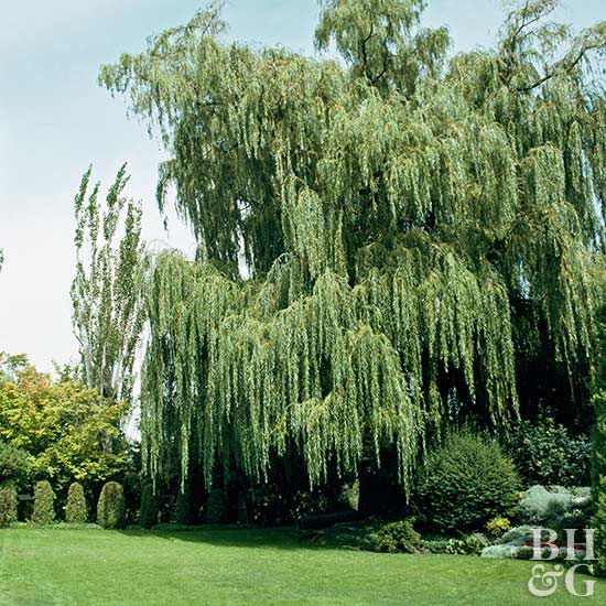 Weeping willow