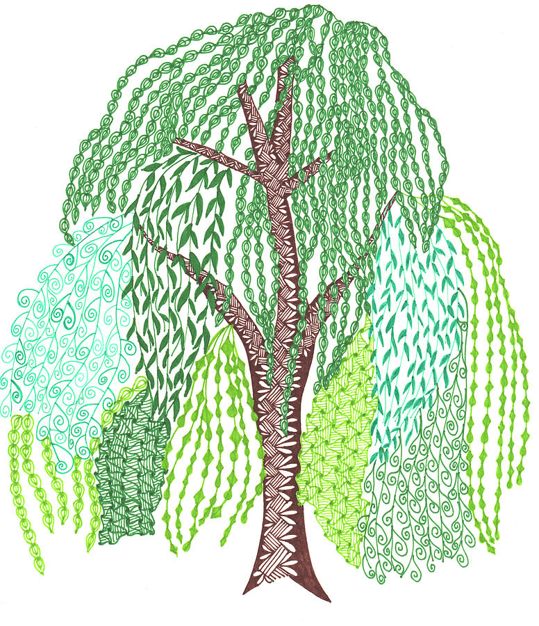 Zentangled willow tree drawing by sharon white