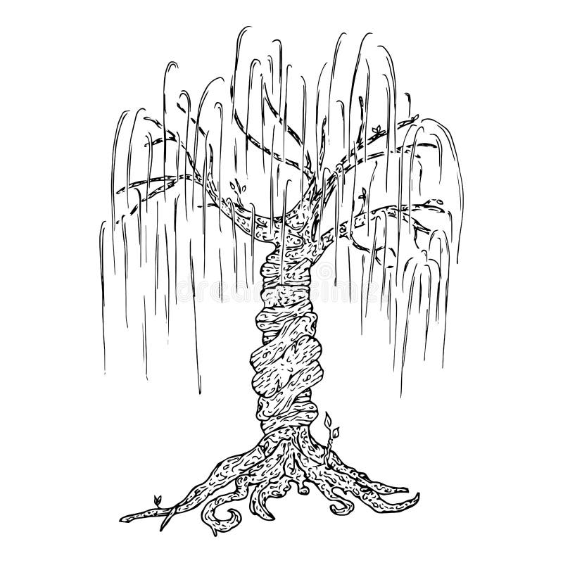 Tree icon vector illustration big tree willow hand drawn weeping willow tree stock vector