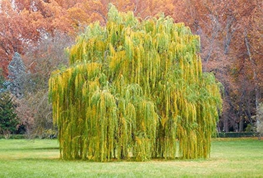 Outdoor stem project grow a weeping willow tree amazing natural plant kids love them patio lawn garden