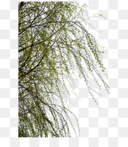 Weeping willow png