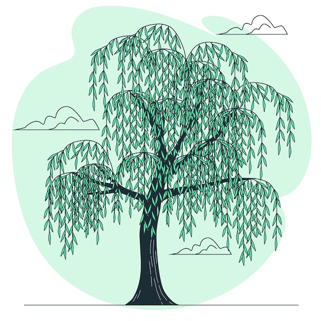 Weeping willow tree drawing images