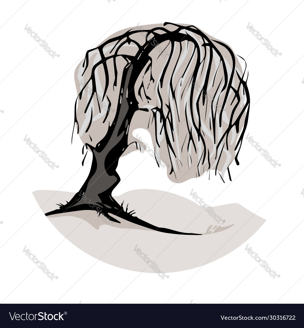 A weeping willow tree symbol royalty free vector image