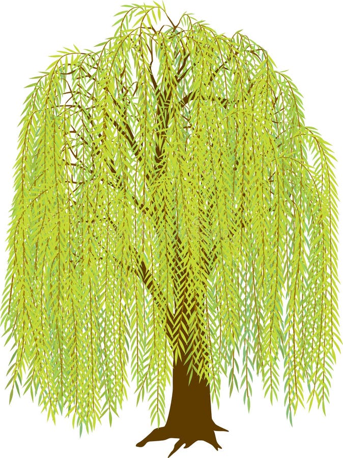 Weeping willow stock illustrations â weeping willow stock illustrations vectors clipart