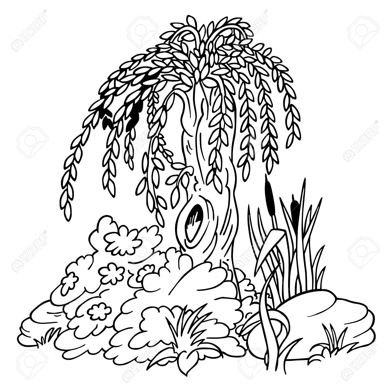 Willow and shrubs