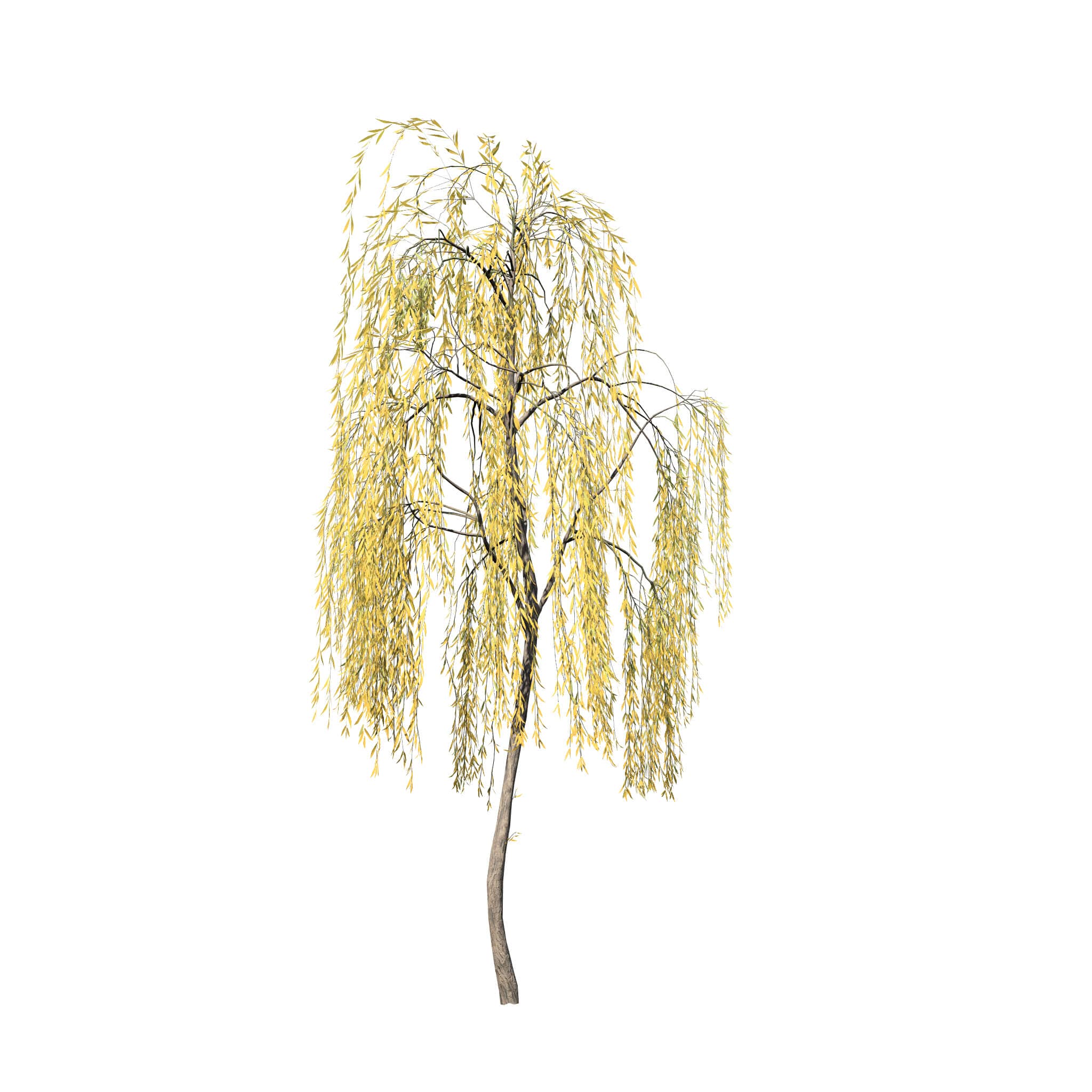 Weeping willow sapling â
