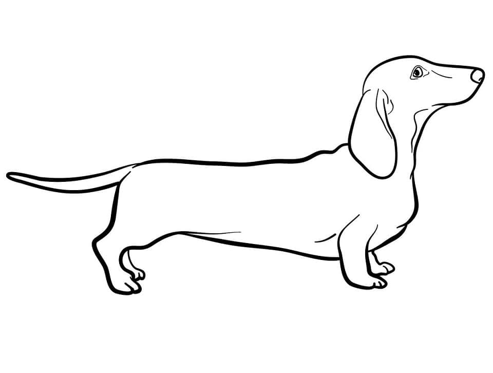 Simple dachshund dog coloring page