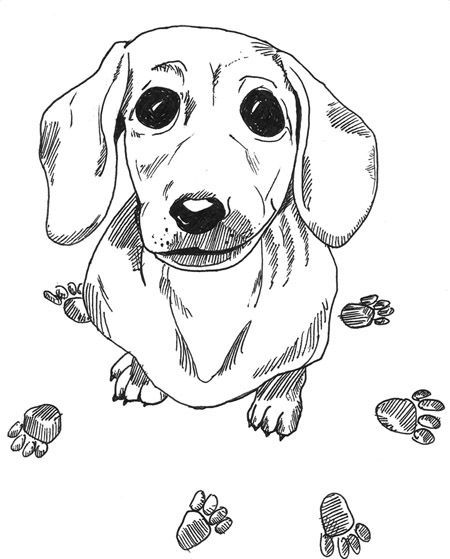 Dachshund colors dog coloring page animal coloring pages