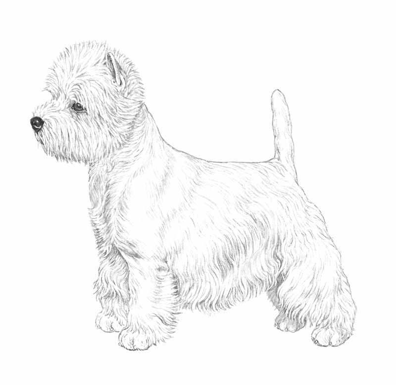 West highland terrier coloring pages west highland white terrier white terrier west highland terrier